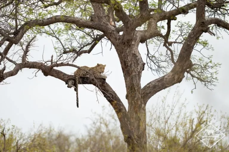 4 Day Game Drive Package in Kruger National Park